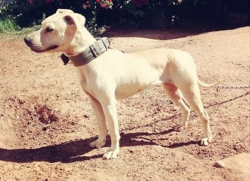 picture of dog