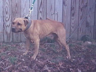 picture of dog