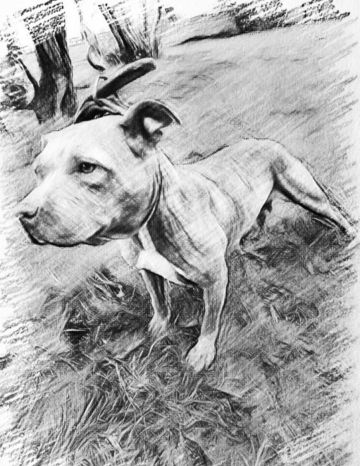 picture of dog