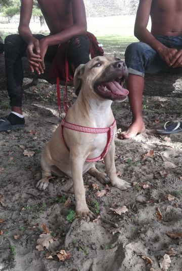 picture of dog