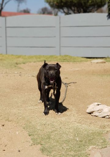 picture of dog