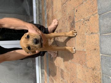 picture of dog