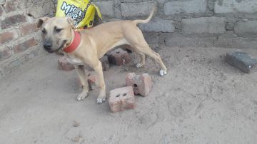 picture of dog