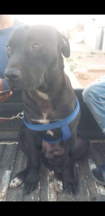 picture of dog
