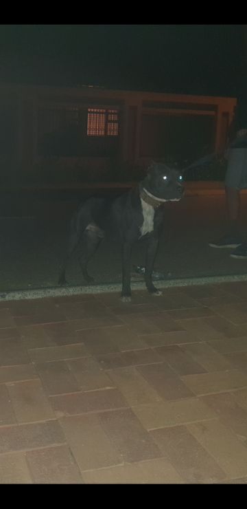 picture of dog