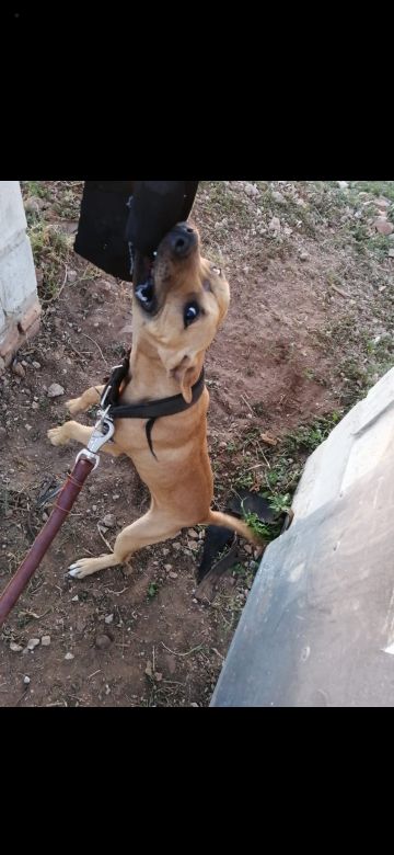 picture of dog