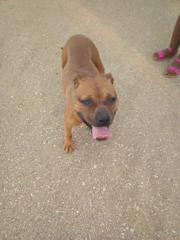 picture of dog