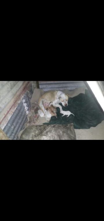 picture of dog