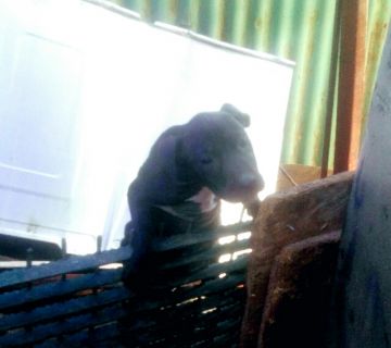 picture of dog
