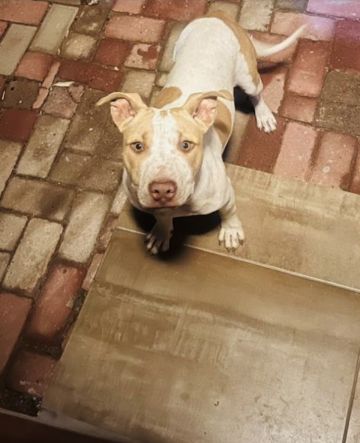 picture of dog