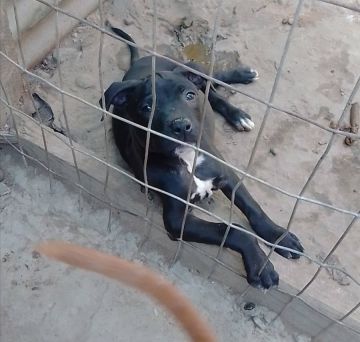 picture of dog