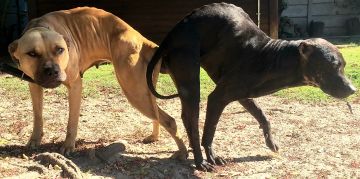 picture of dog