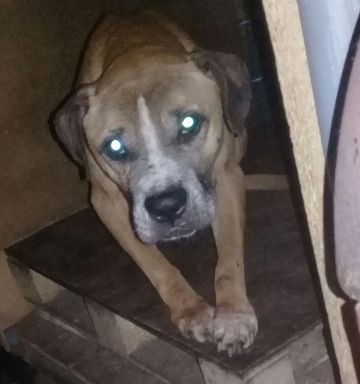 picture of dog