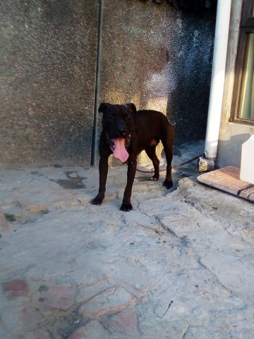 picture of dog