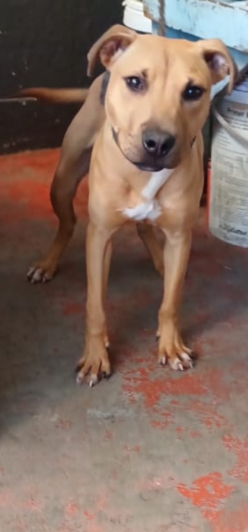 picture of dog