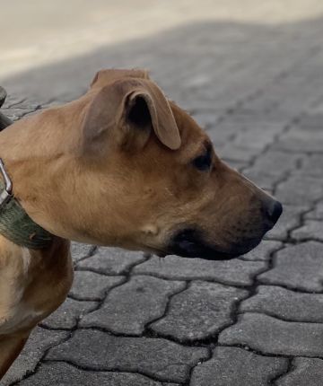 picture of dog