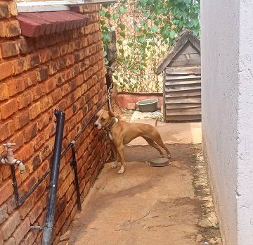 picture of dog
