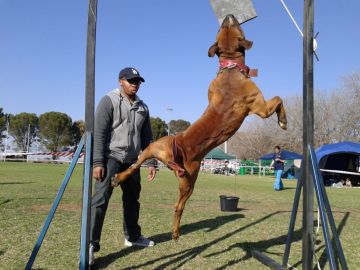 picture of dog