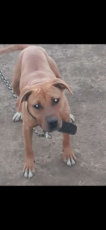 picture of dog