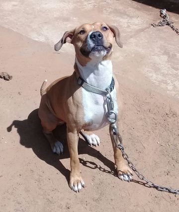 picture of dog