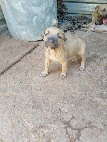picture of dog