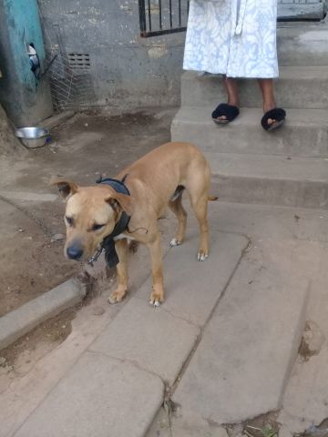 picture of dog