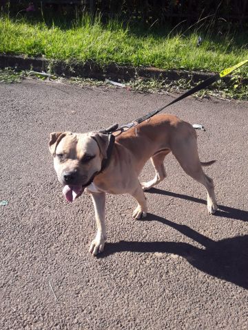 picture of dog