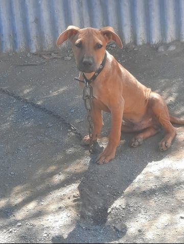 picture of dog