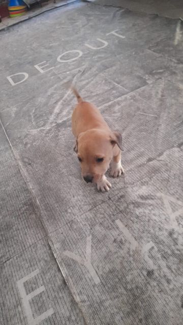 picture of dog