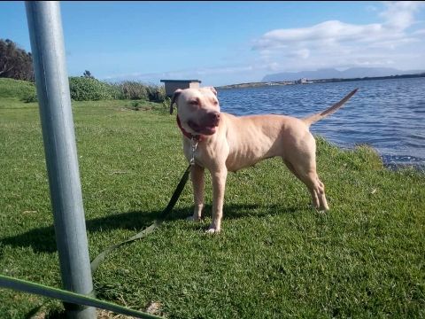 picture of dog