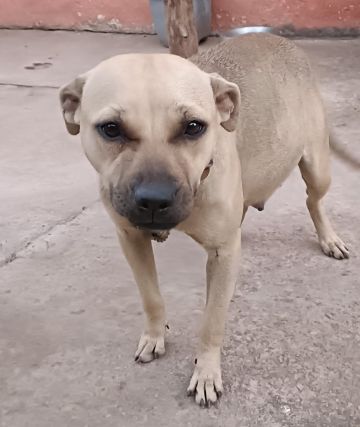 picture of dog