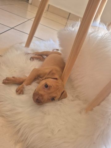 picture of dog