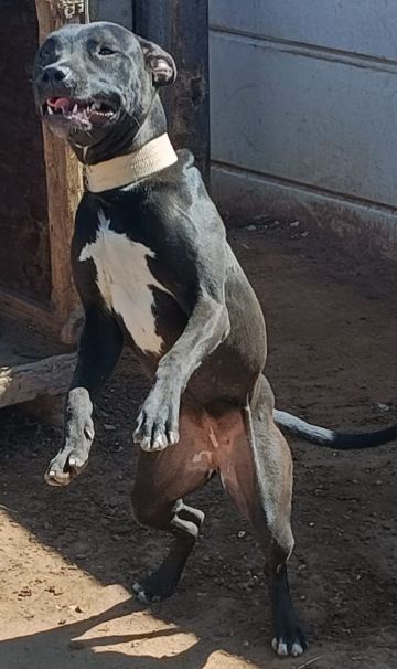 picture of dog