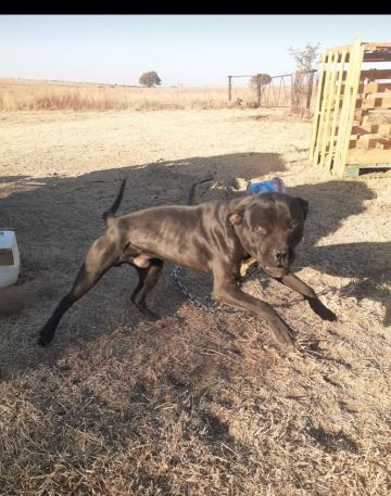 picture of dog