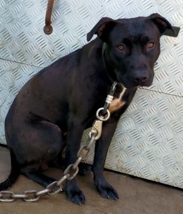 picture of dog