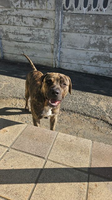 picture of dog