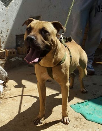 picture of dog