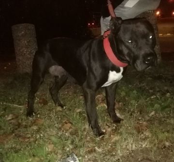 picture of dog