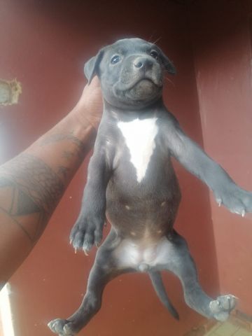 picture of dog