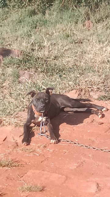picture of dog