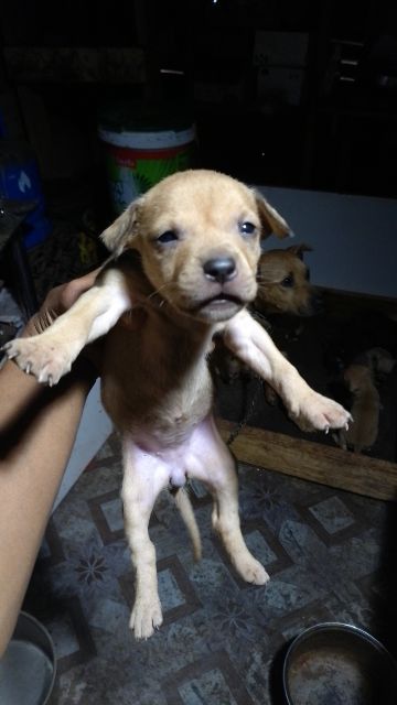 picture of dog