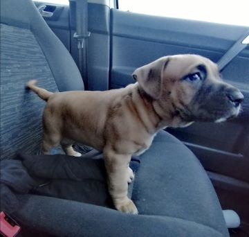 picture of dog