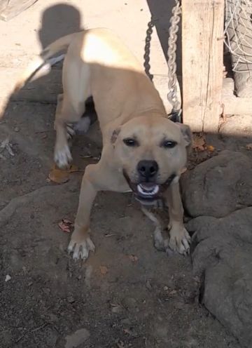 picture of dog