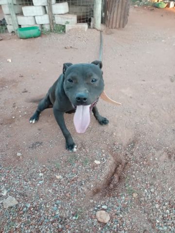 picture of dog