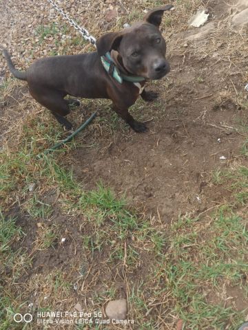 picture of dog