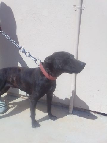 picture of dog