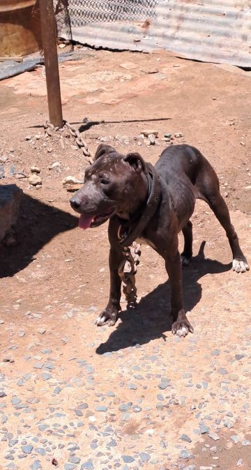 picture of dog