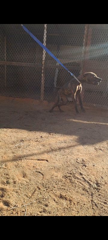 picture of dog