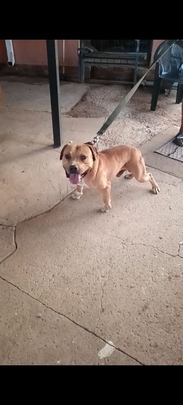 picture of dog