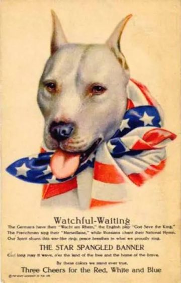 picture of dog
